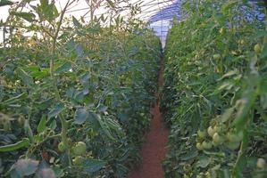 Plants in greenhouse photo