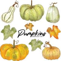 Pumpkins watercolor illustration vector