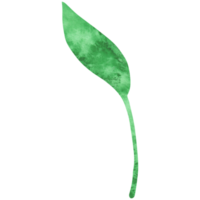 Watercolor simple green leaf. Transparent PNG clipart for design