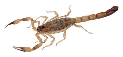 Brown scorpion isolated png