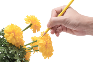Hand holding colored pencils paint flower png