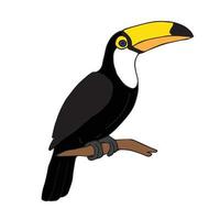 Vector hand drawn toucan