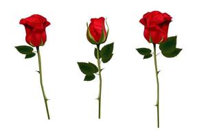 Red rose isolated on a white background. Vector illustration. Realistic rose. Bud. Colors for a bouquet. Design Element.
