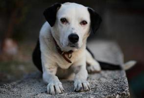 Cute white and black dog profile close up animal background high quality big size instant print photo