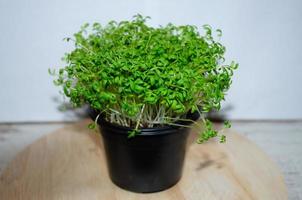 microgreens in a pot grow, the concept of healthy eating photo