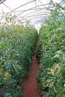 Plants in greenhouse photo