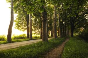 sunrise in beautiful alley photo