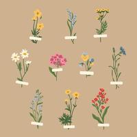 colección de vectores de flores silvestres. hierbas, plantas con flores herbáceas, flores en flor, subarbustos aislados. ilustración vectorial botánica plana dibujada a mano. ranúnculos, pensamiento, tanaceto, aciano, lavanda