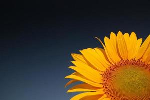 Sunflower field view photo