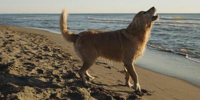 perro en la playa foto