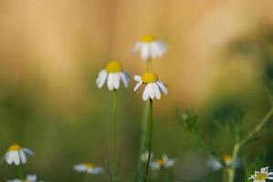 Daisy flowers view photo