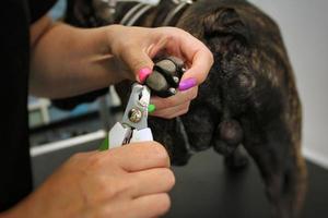 Woman hands of groomer clipped nails of french bulldog. Polish claws, trimming, cutting, manicure of pets concept. Animal hygiene care. Professional beauty procedure in grooming salon. Close-up photo