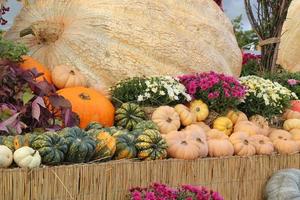 Colourful organic pumpkins and gourds on agricultural fair. Harvesting autumn time concept. Garden fall natural plant. Thanksgiving halloween decor. Festive farm rural background. Vegetarian food photo