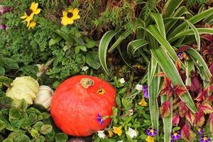 Colourful organic pumpkins and gourds on agricultural fair. Harvesting autumn time concept. Garden fall natural plant. Thanksgiving halloween decor. Festive farm rural background. Vegetarian food photo