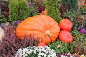 Colourful organic pumpkins and gourds on agricultural fair. Harvesting autumn time concept. Garden fall natural plant. Thanksgiving halloween decor. Festive farm rural background. Vegetarian food photo