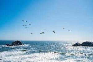 Flock of brown pelicans over ocean photo