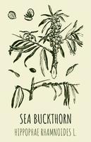 Vector drawings of SEA BUCKTHORN. Hand drawn illustration. Latin name HIPPOPHAE RHAMNOIDES L.