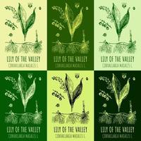 Set of vector drawings of Lily of the valley in different colors. Hand drawn illustration. Latin name CONVALLARIA MAJALIS L.