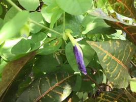 clitoria ternatea flor que todavía está en capullo con su hermoso color característico foto