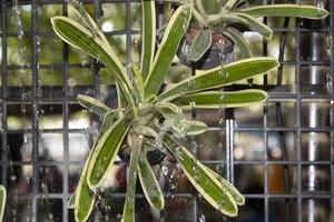 bromelias y súper limaduras de bolas plantas ornamentales para embellecer el jardín natural. por los diseñadores diseñados para verse lo más naturales posible y riego con un sistema de aspersión. foto