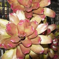 bromelias y súper limaduras de bolas plantas ornamentales para embellecer el jardín natural. por los diseñadores diseñados para verse lo más naturales posible y riego con un sistema de aspersión. foto