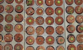small, naturally growing green cactus with spiky thorns that grows in arid deserts and its beautiful pebble-patterned trunks are grown by farmers for sale in agriculture and tree lovers. photo