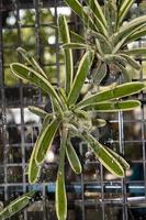 bromelias y súper limaduras de bolas plantas ornamentales para embellecer el jardín natural. por los diseñadores diseñados para verse lo más naturales posible y riego con un sistema de aspersión. foto