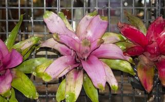 bromelias y súper limaduras de bolas plantas ornamentales para embellecer el jardín natural. por los diseñadores diseñados para verse lo más naturales posible y riego con un sistema de aspersión. foto