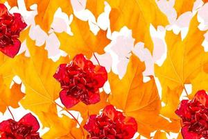 Bright colorful autumn leaves. nature photo