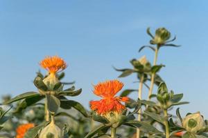 Safflower has begun to bloom photo