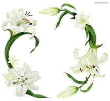 Tropical wreath with white lily and freesia vector