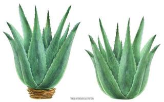 Watercolor botanical illustration Aloe Vera Bushes vector