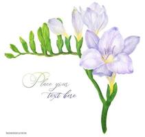 Fresh delicate violet Freesia branch vector