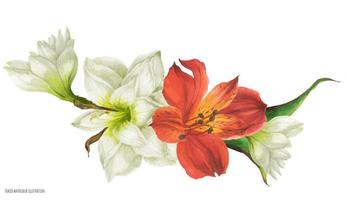 Floral vignette with white hippeastrum and red alstroemeria flowers vector