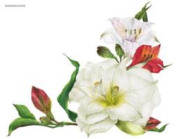 Bridal corsage bouquet with lily flowers vector