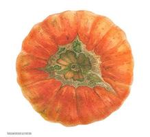 Carnival Winter Squash vector