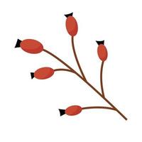 Dried wild berries twigs branch. Cranberry, barberry, lingonberry branches llustration. vector
