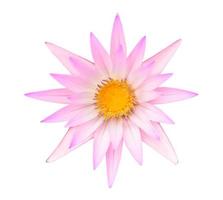 Pink lotus or Pink water lily isolated photo