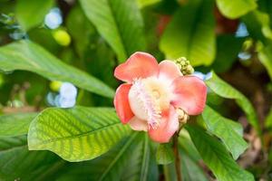 Cannonball flower or Sal flowers Couroupita guianensis on the tree photo