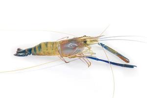 Giant freshwater prawn on white photo