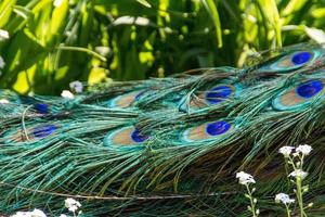 Beautiful peacock view photo