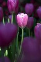 tulipanes morados en el jardín foto