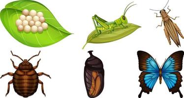 Collection of different insects vector