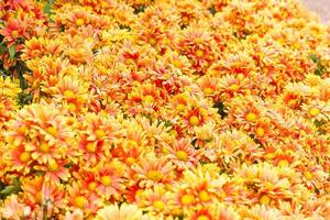 Orange Chrysanthemum flowers in garden photo