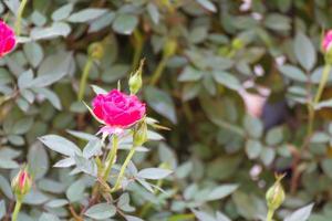 Pink roses in garden photo