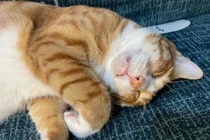 Orange tabby Ginger Cat lying down, Looking in camera on Isolated blue background, front view photo