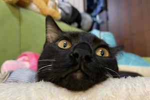 un gatito negro con ojos amarillos saliendo de la cama. bebé gato negro está sentado en la cama foto