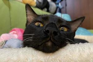 un gatito negro con ojos amarillos saliendo de la cama. bebé gato negro está sentado en la cama foto