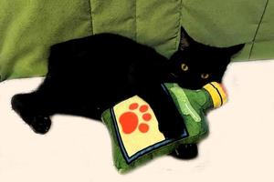 Cute little black kitten sleeps on fur carpet. Image of adorable black cat basking on warm bed photo