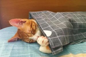 Orange tabby Cat kitten is sleeping on the bed under a blanket photo